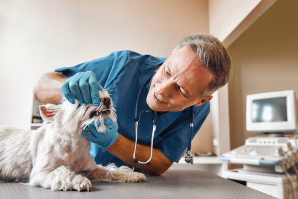 Best Urgent Dental Care  in Gallitzin, PA